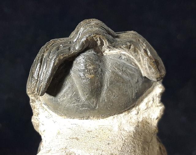 Reedops cephalotes hamalagdadianus ALBERTI 1983 - Bild © FossNet FossilienStore